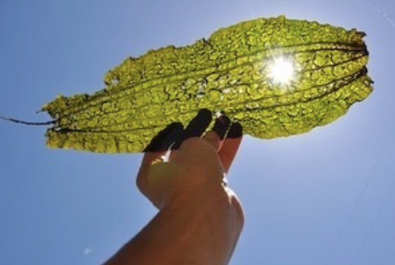 Herbs Growing Humans: Ocean Harvest Sea Vegetables on Oceanic Plant Medicine