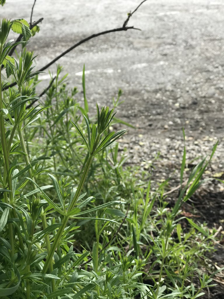 Weeds Heal: The Herbal Benefits of Cleavers for Detox and Skin Health